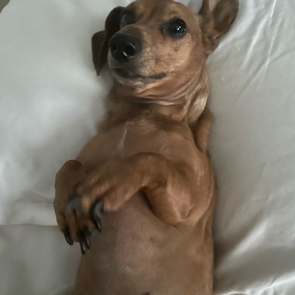 Meet your Posher, Caroline - Picture 1 of 1